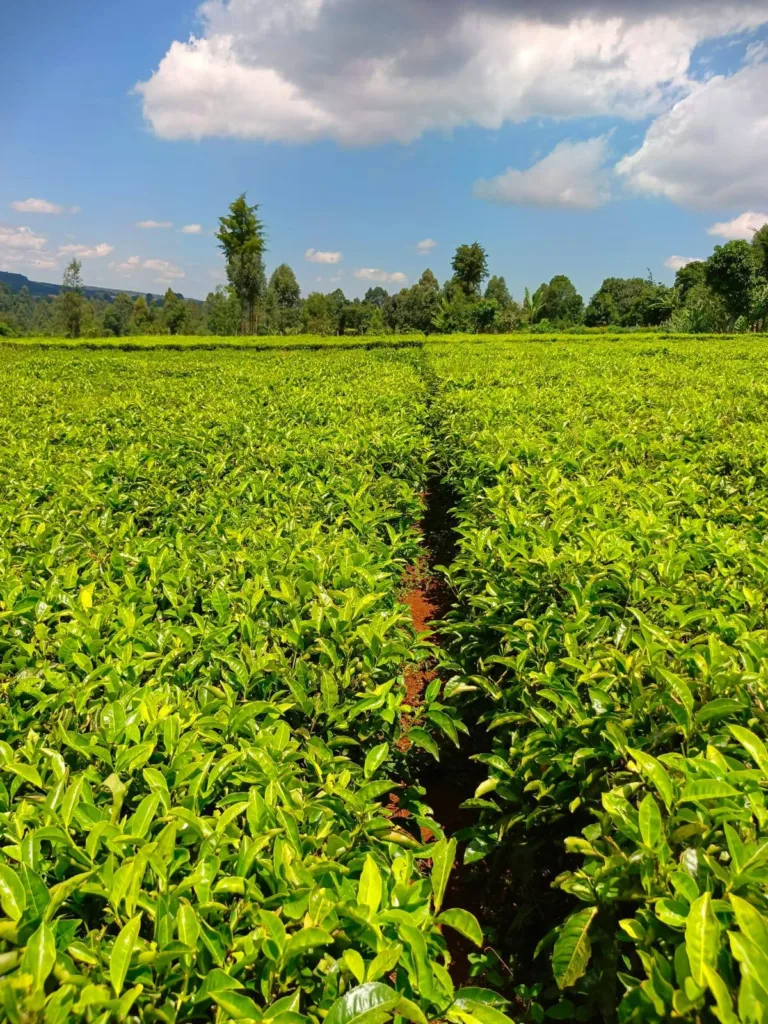 Driving Employment and Community Growth in Kericho Through Balozy App